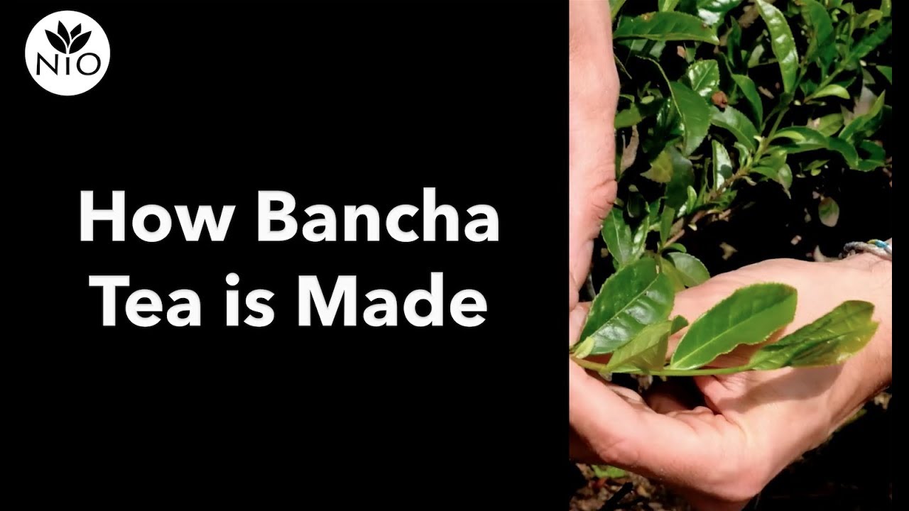 How Bancha Tea is Picked