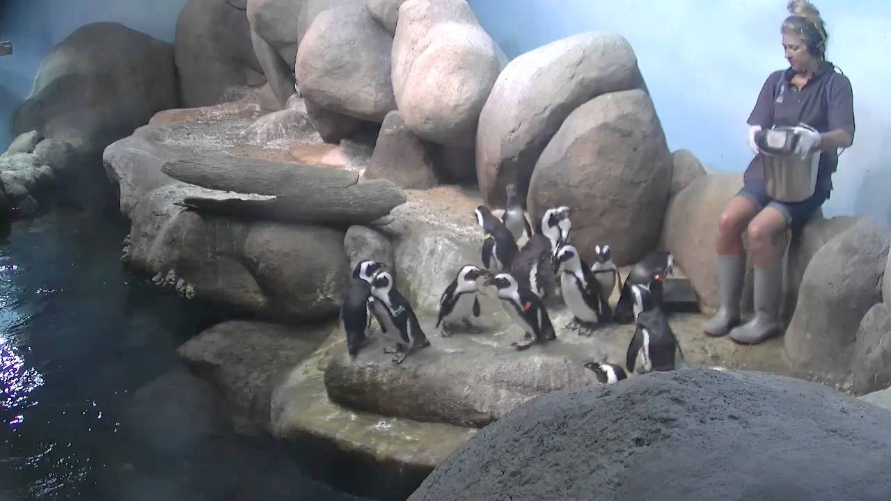 African Penguin Feeding | California Academy of Sciences