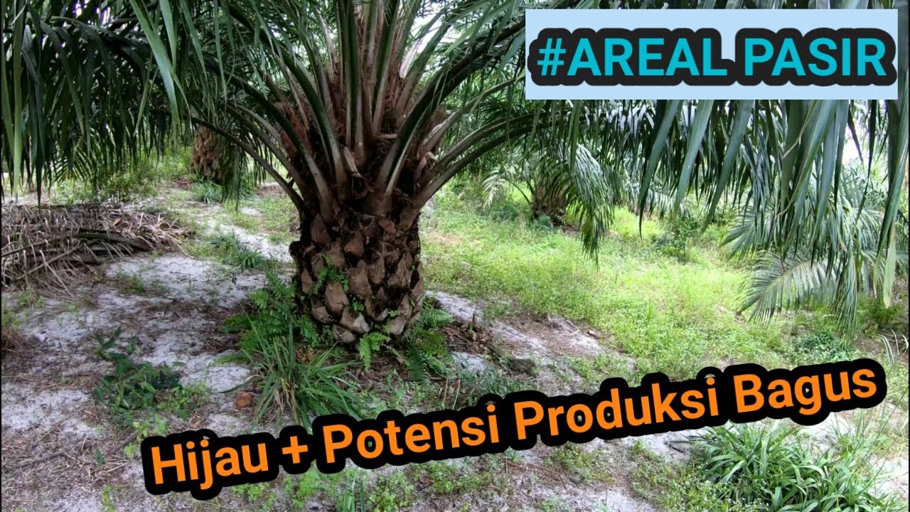 SAWIT DI AREAL BERPASIR II HIJAU DAN POTENSI PRODUKSI TINGGI