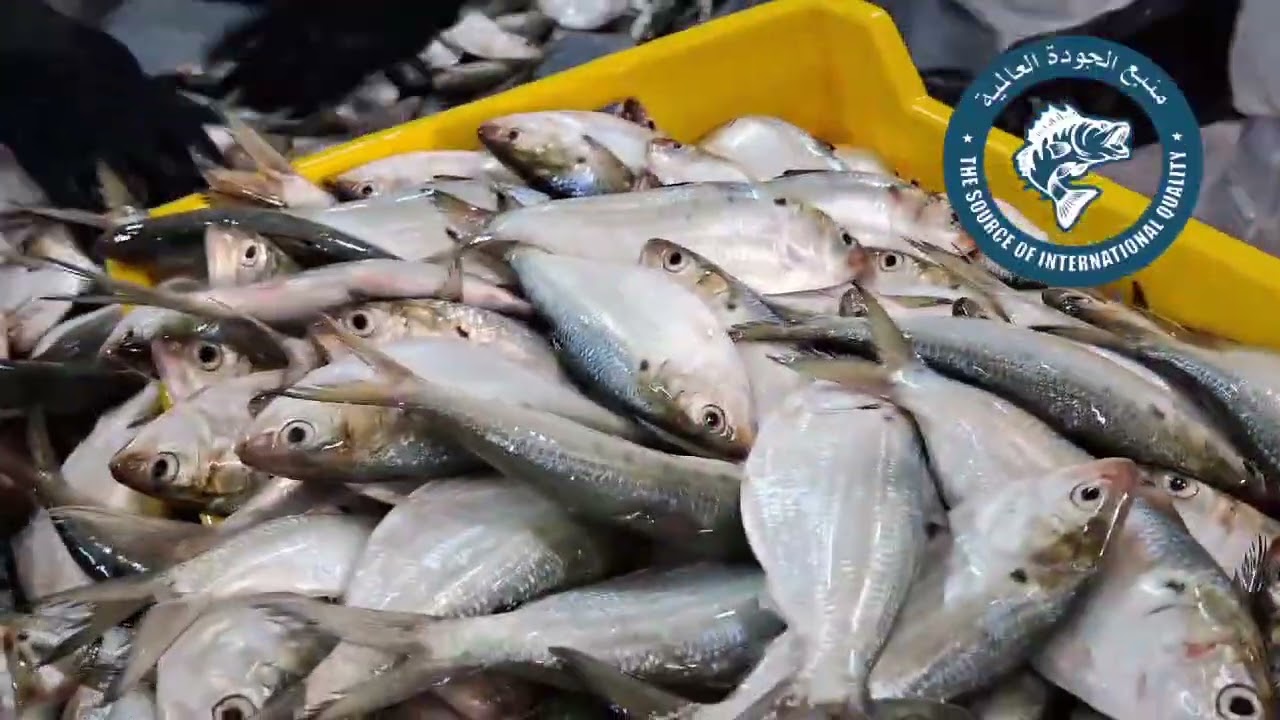 Hilsa Fish Processing: Preserving the Taste of Tradition