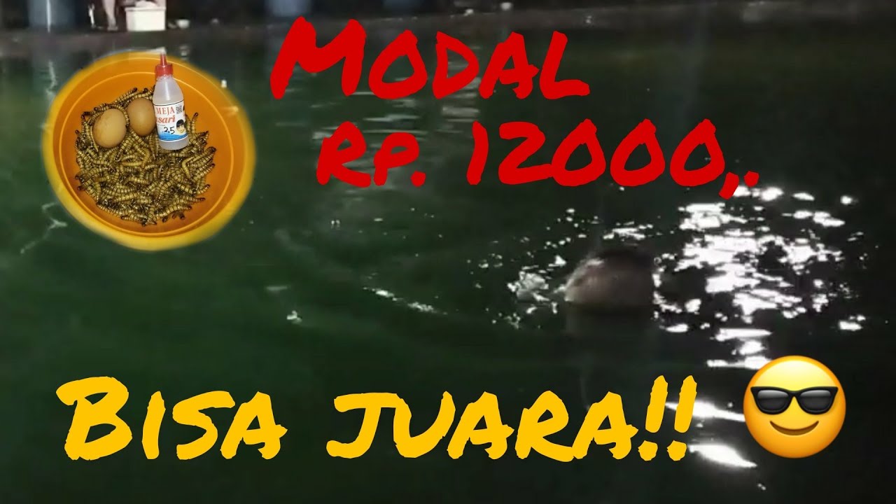 Umpan Ulat Jerman Galatama lele