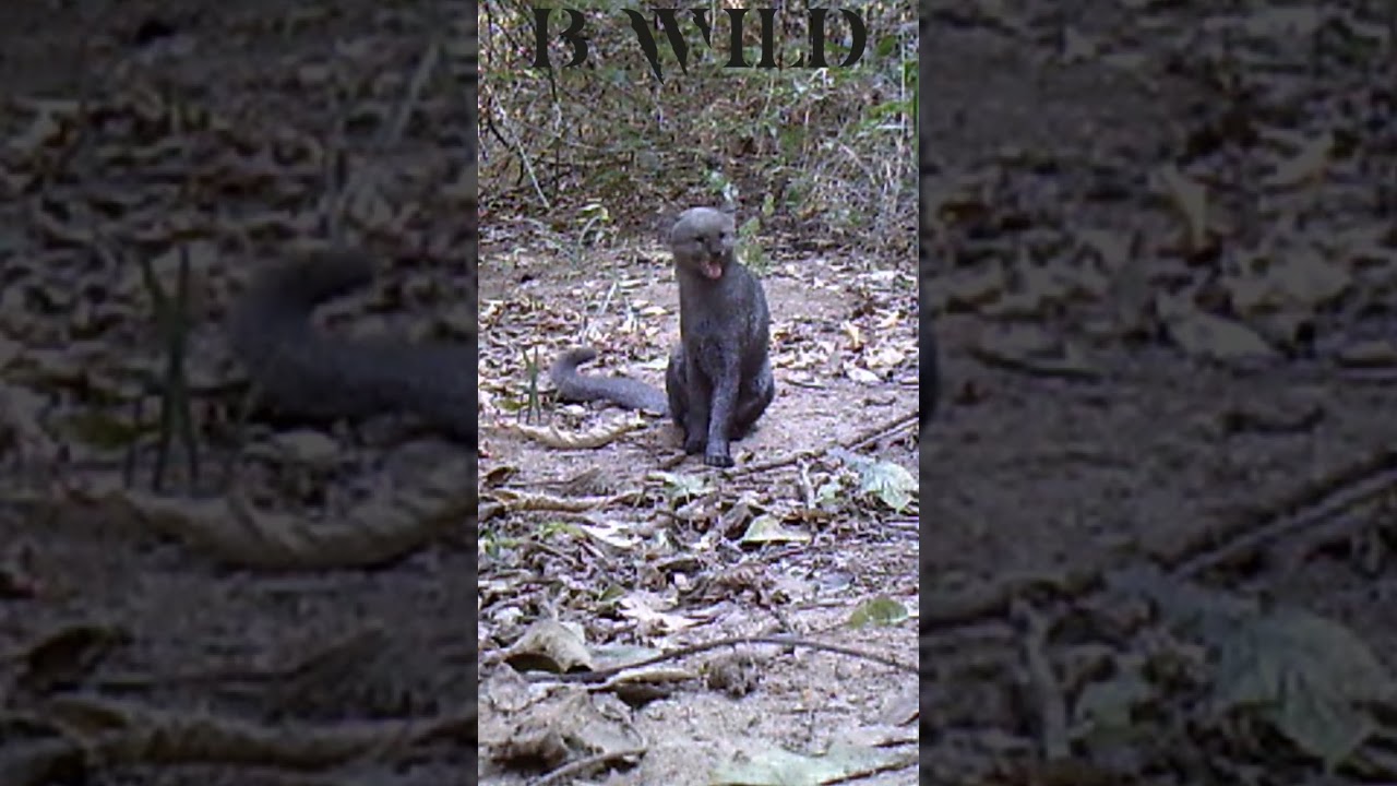 #onza #jaguarundi #brasil #bwild