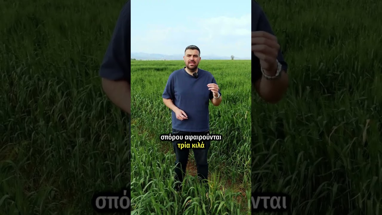 Πόσο λίπασμα να ρίξω στο σιτάρι