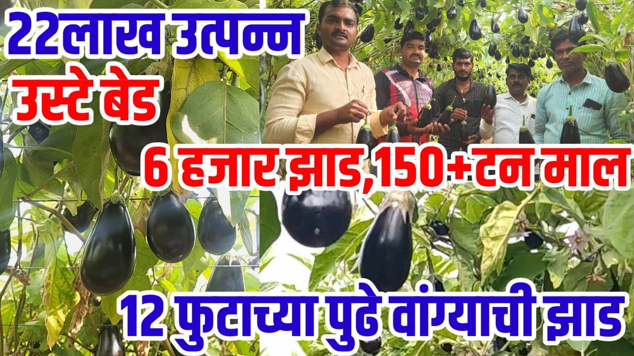 उष्ट्या बेडवर 12 फुट+वांग्याची झाडं,150टनाच्या पुढे माल,22 लाख उत्पन्न,वांगी उत्पन्न यशोगाथा,bartok