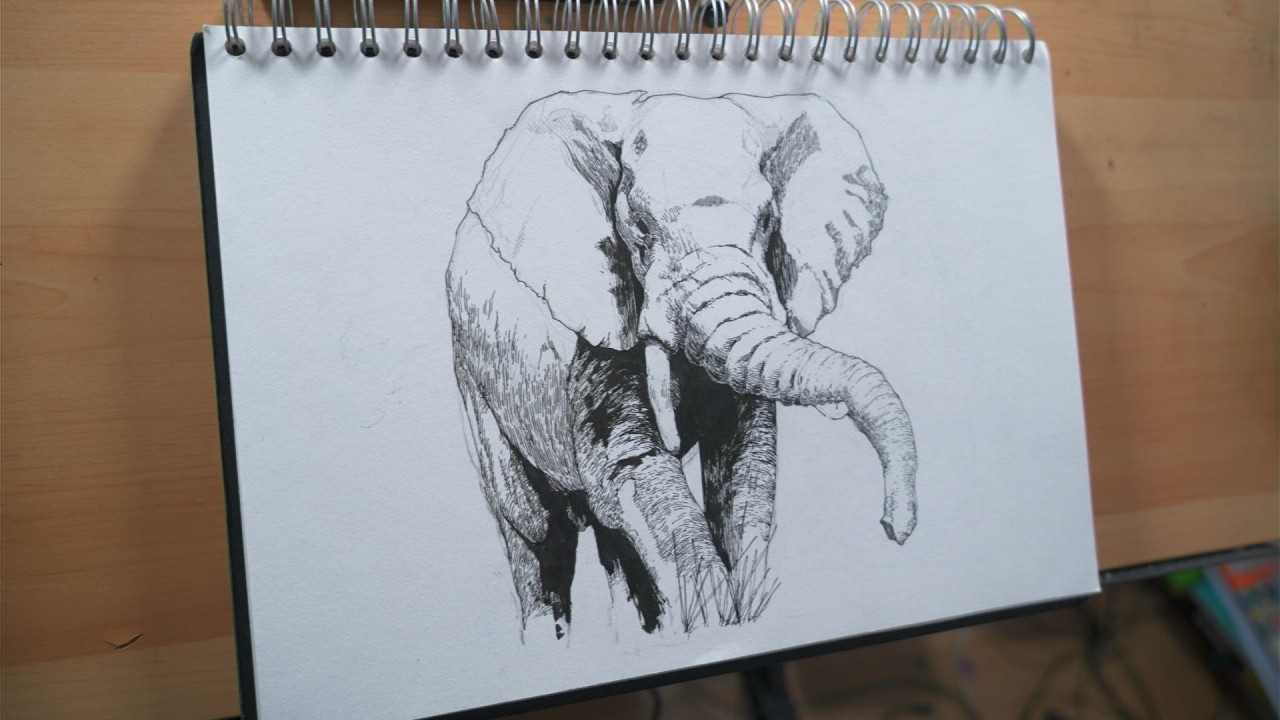 Elephant drawing session