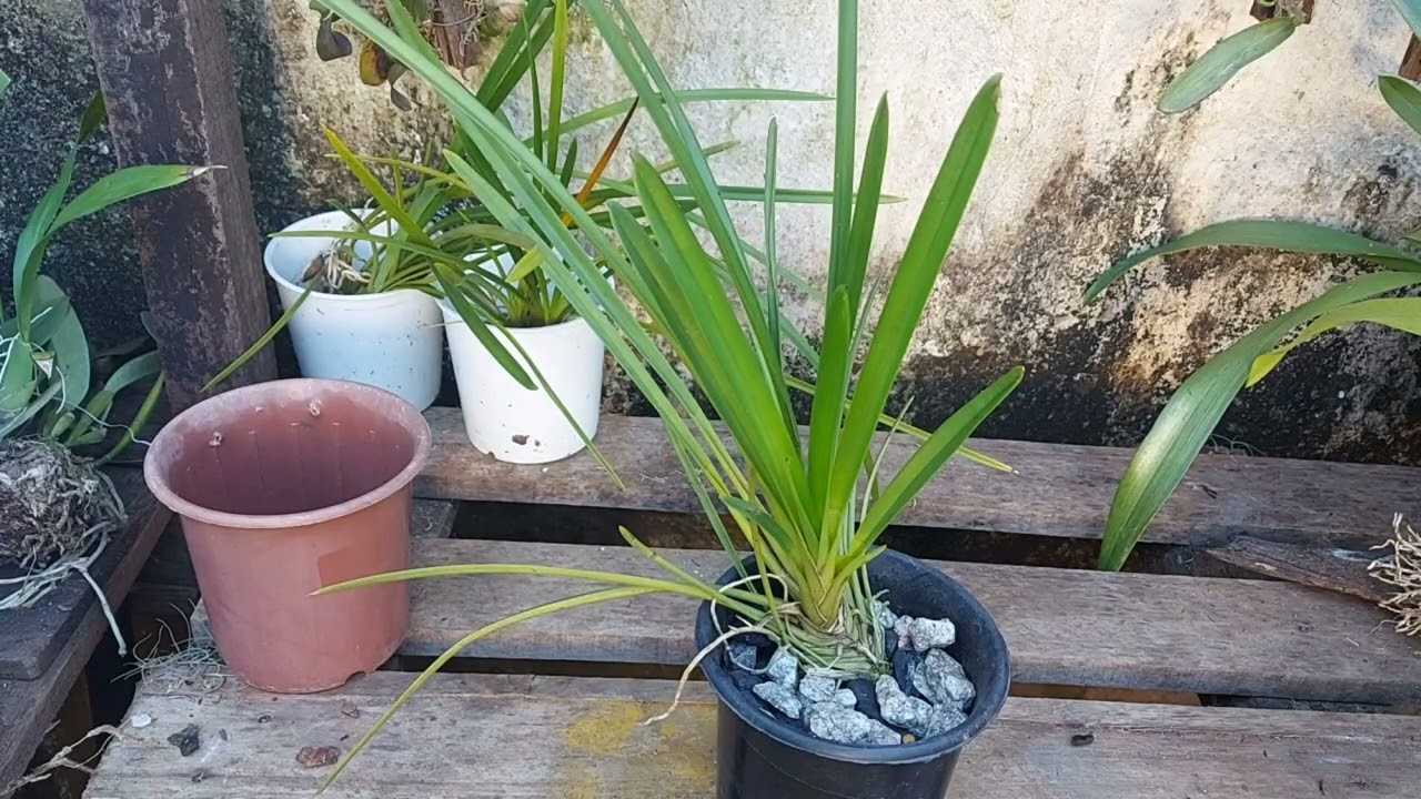 CYMBIDIUM: APRENDA COMO PLANTAR E FAZER FLORIR!!!