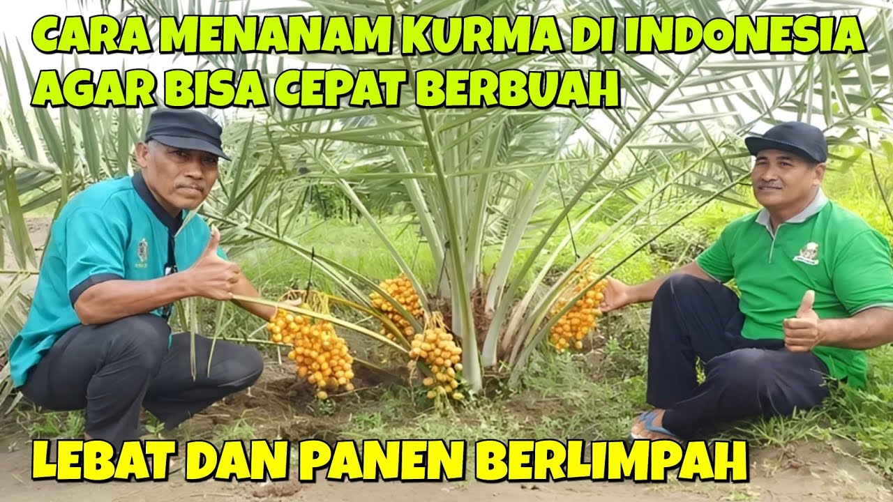 CARA MENANAM KURMA DI INDONESIA AGAR BISA CEPAT BERBUAH LEBAT DAN PANEN BERLIMPAH
