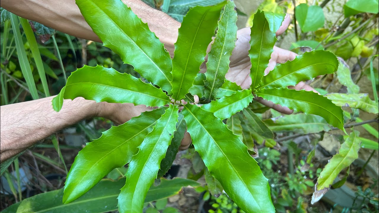 ملكة المكسرات أغلي من البندق والجوز🌰 معمرة دائمة الخضرة ولا تحتاج عناية وفوائد صحية عظيمة👌ازرعوها