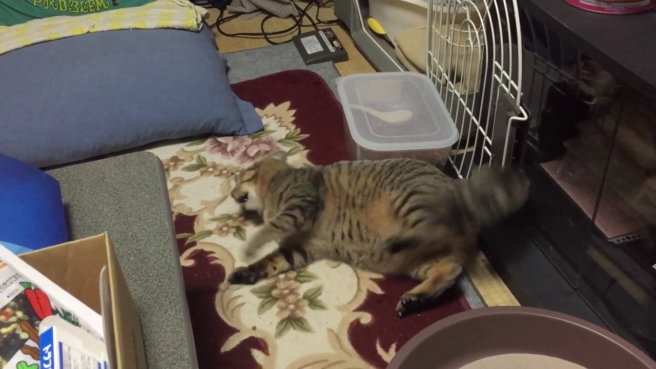 猫のてんかん発作