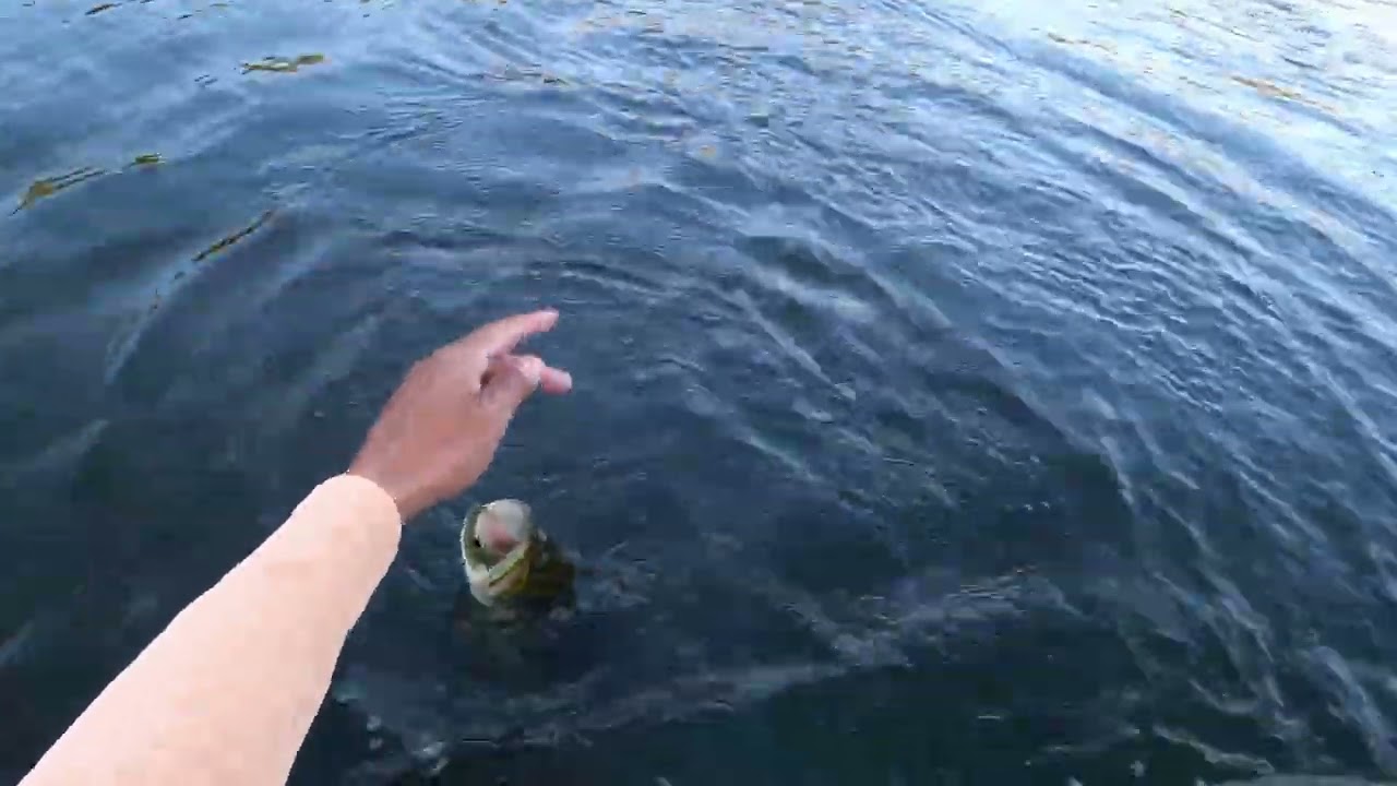 Catching BIG BASS in a Feeding Frenzy!