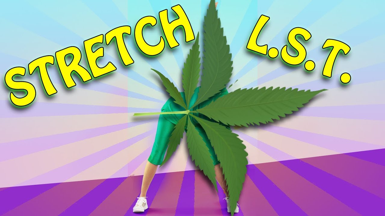 HOW TO LOW STRESS TRAIN - PLANT YOGA - CANNABIS WORKOUT