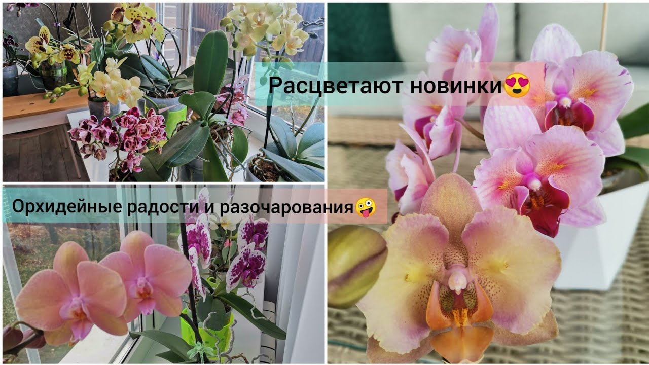 Начало цветения орхидей на окошке и стеллаже. Расцветают новинки🤪.