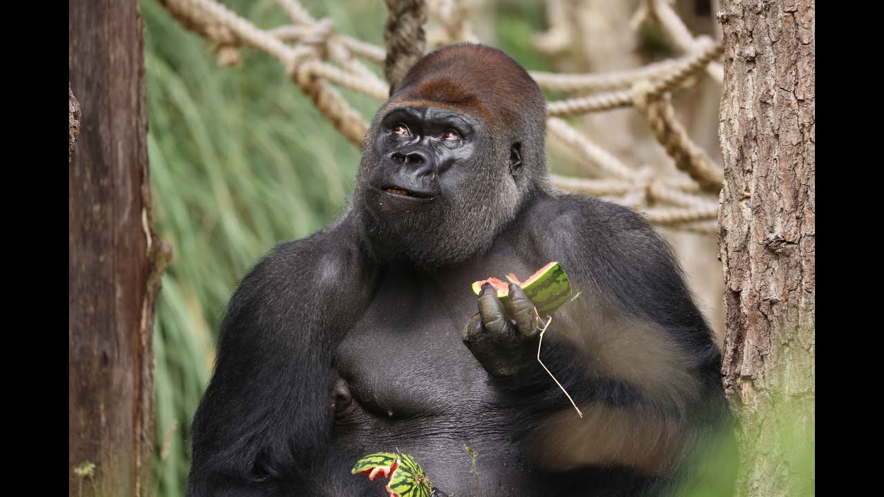 Gorillas get watermelon treats!