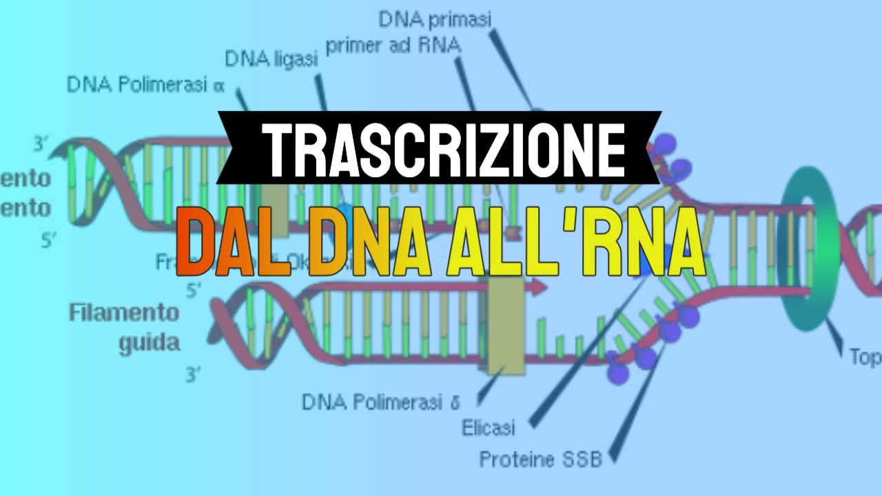 Trascrizione dal DNA all'RNA 🧬