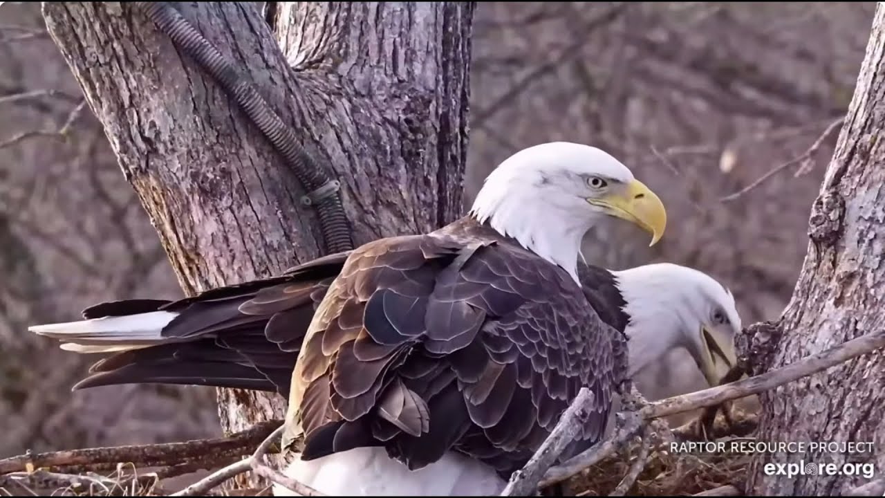 DNF and  stranger brings the fluff Explore Live Nature Cams Decorah Eagles - North Nest - 4k