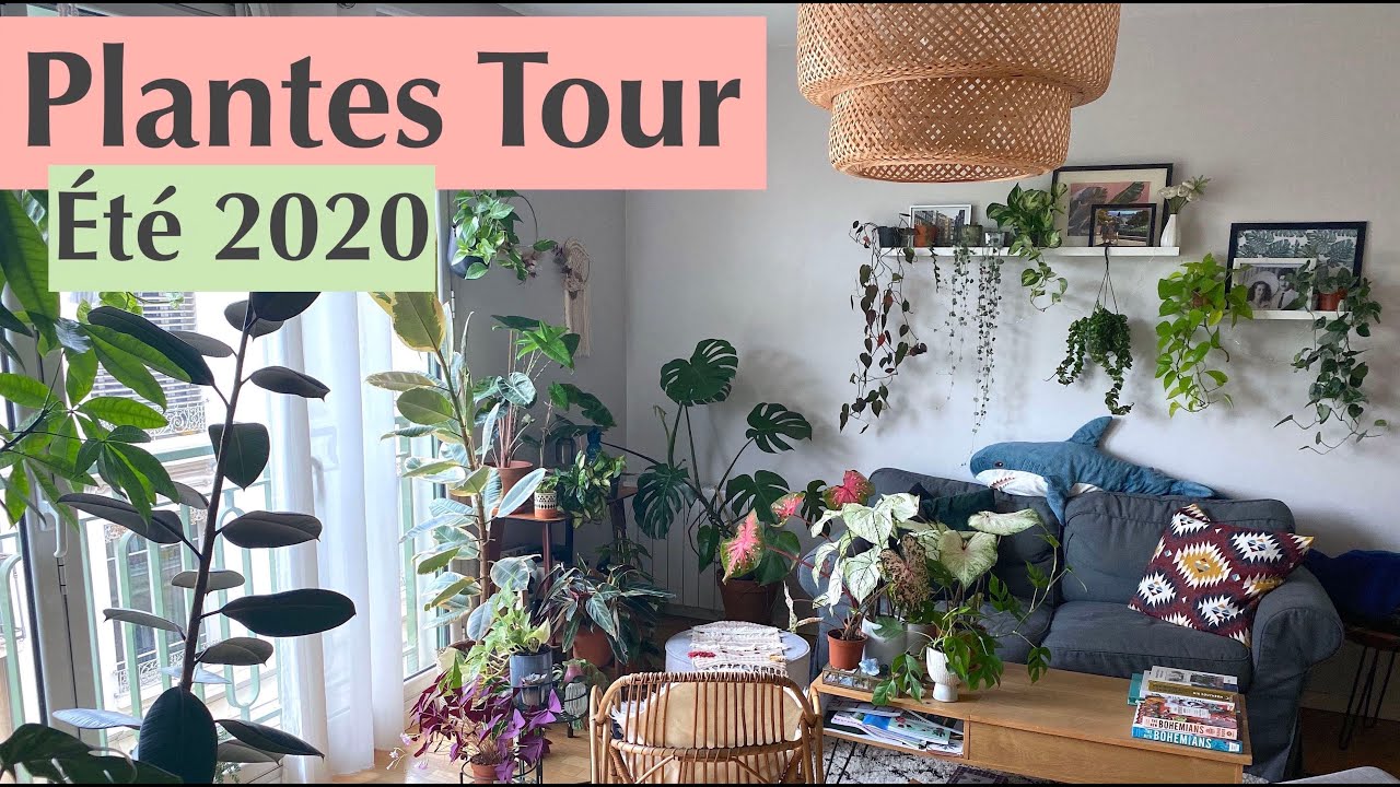 Plantes Tour - été 2020 (+100 plantes dans 60m2)