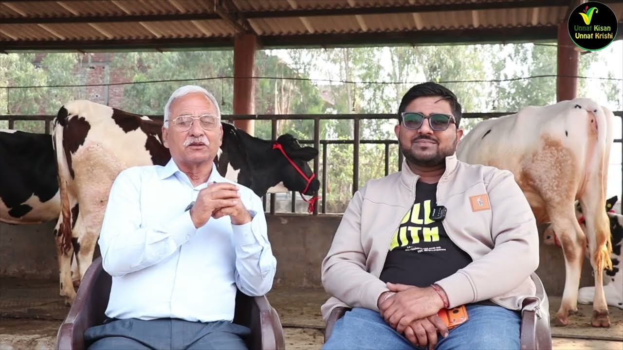 फॉर सेल एच एफ दिखा रहे हैं अजय चोपड़ा | साथ बता रहें हैं सफल नौजवान डेयरी फार्मरों की बात