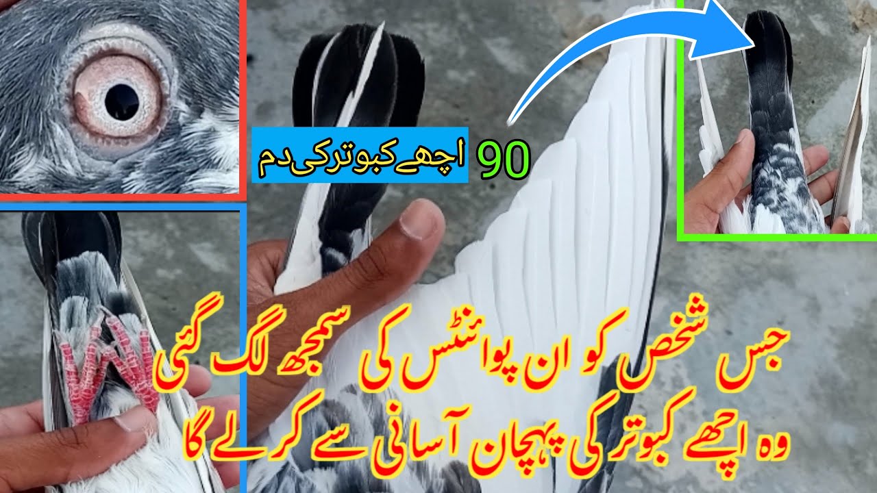 How To Find Good Quality In Pigeon | Pigeon Day1