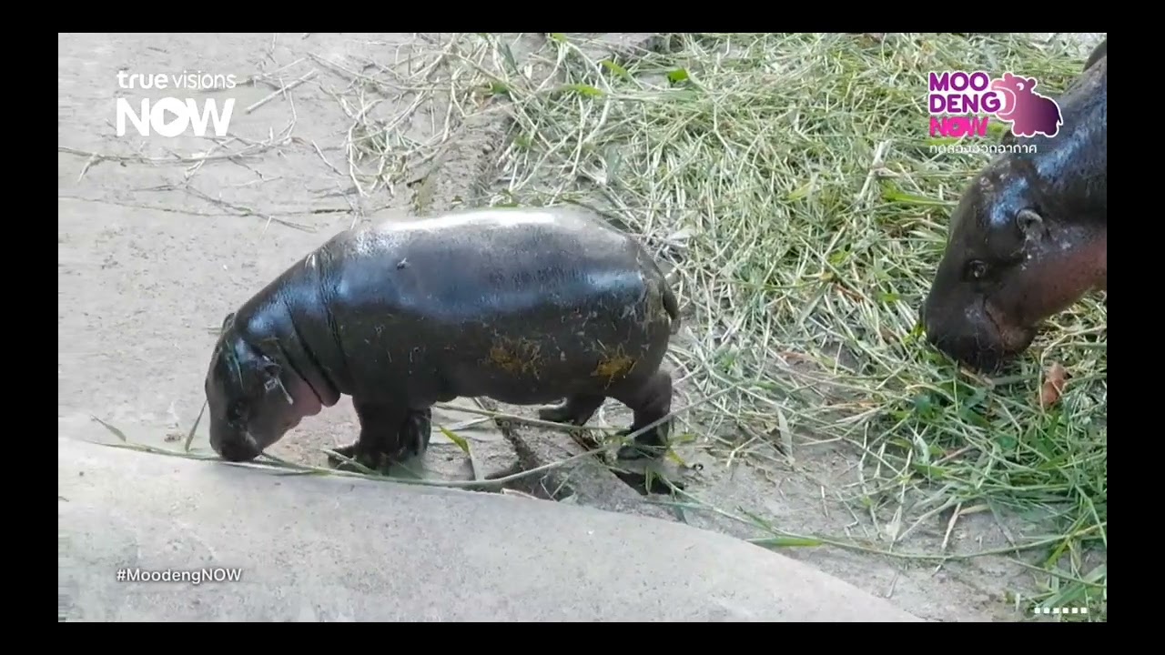 Moment น่ารักของน้องหมูเด้ง ในช่อง Moodeng Now