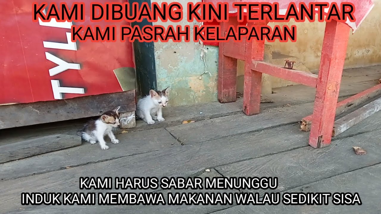 2 Anak Kucing Ini Kelaparan Hanya Bisa Pasrah Menunggu Induknya Datang