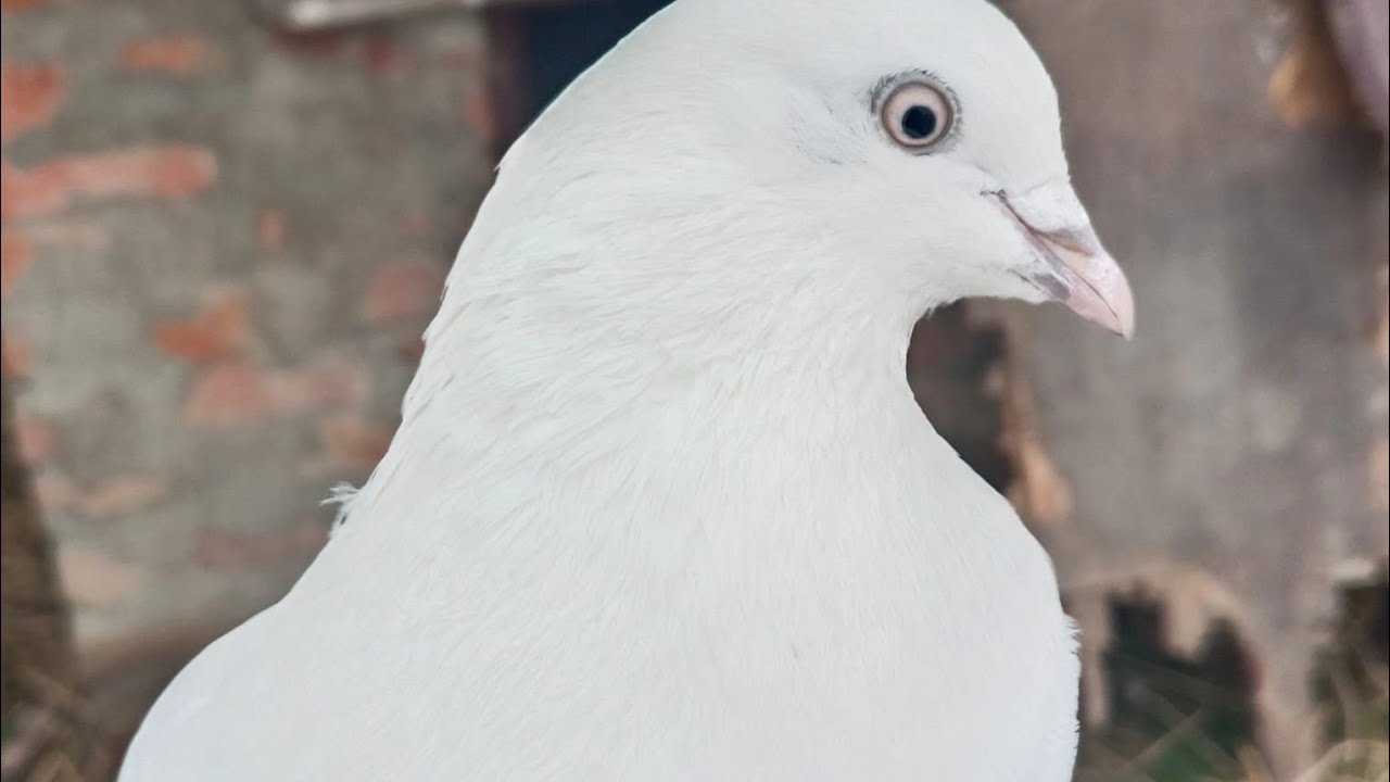 M J R 2. 0 pigeon lover