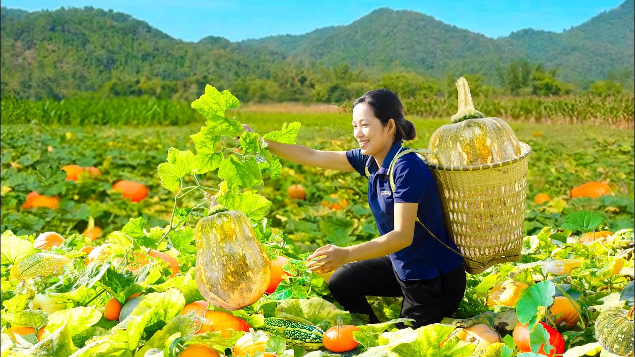 Harvest Long Pumpkin (Gourd Pumpkin), Cook bone broth with delicious Pumpkin Goes to the market sell