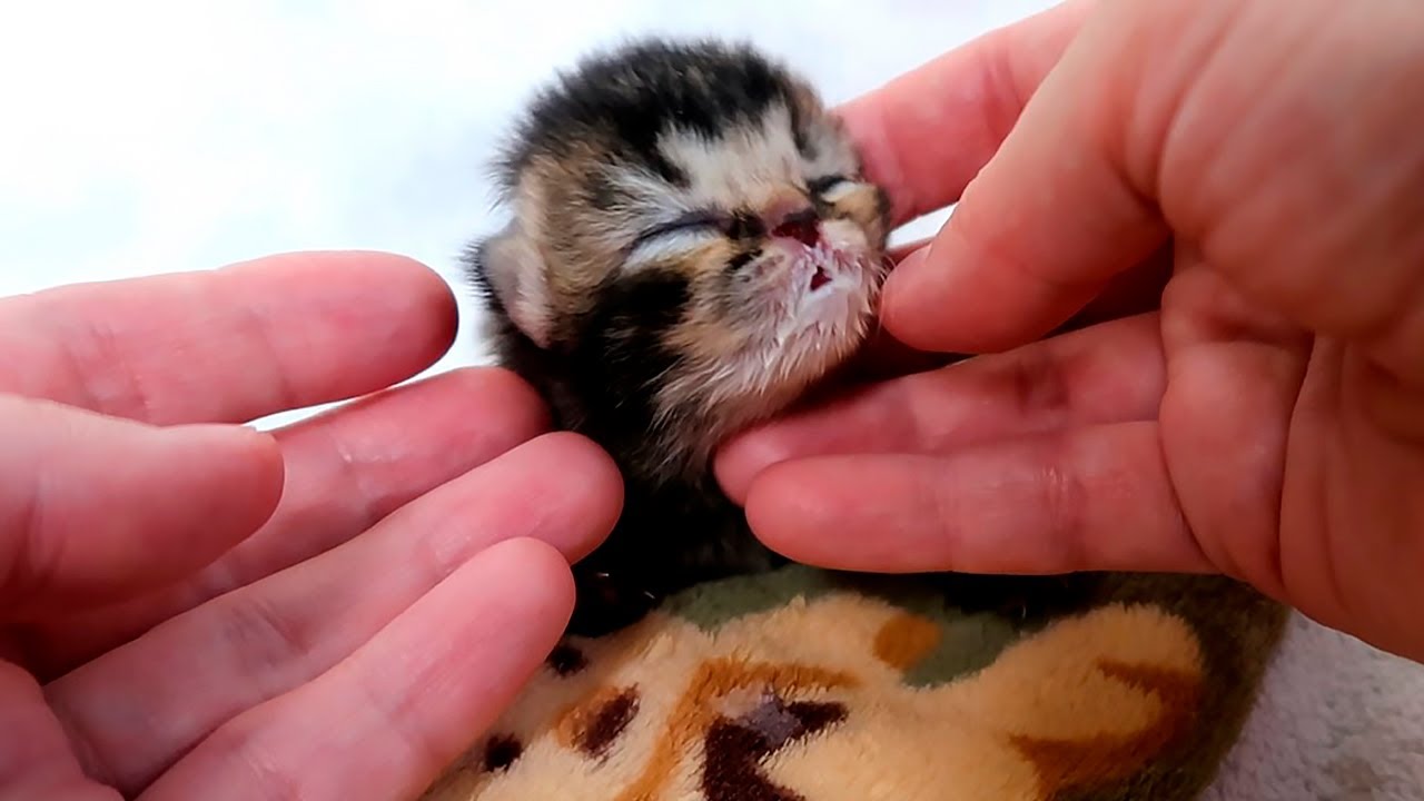 Feeding Hungry Tiny Kittens! Little Lulu's First in Line! Please turn on subtitles