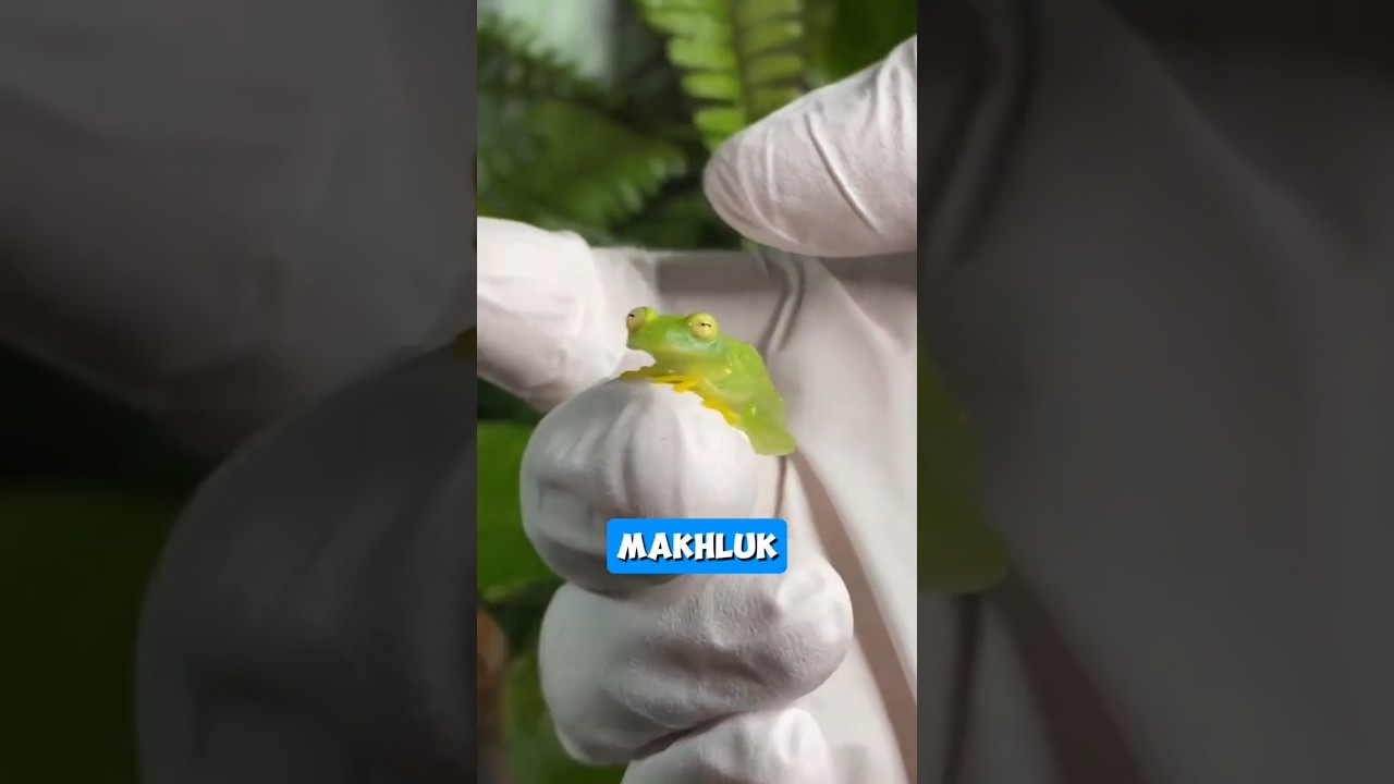 Katak ini Seharusnya Tidak Nyata😳
