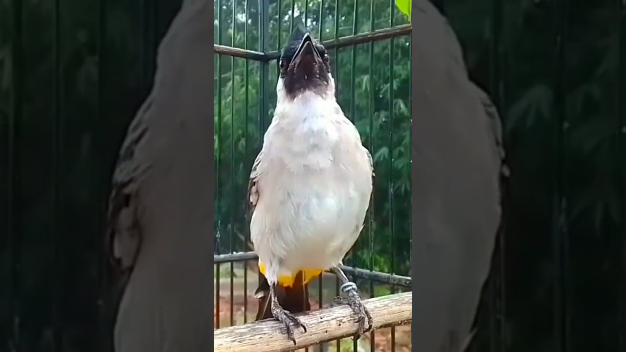 Suara burung kutilang gacor memanggil lawan 2025