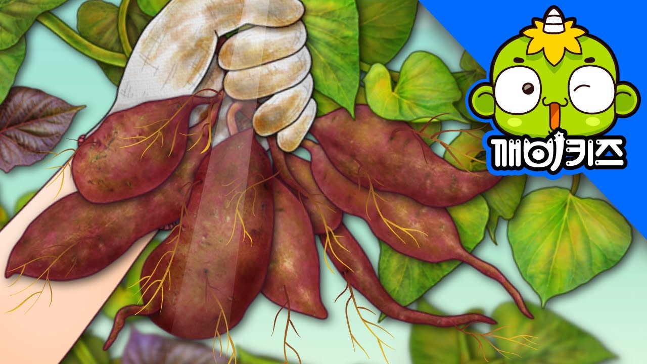 땅 속, 감자와 고구마 | 자연관찰 | 과학도감 | 식물탐험 | 깨비키즈 KEBIKIDS