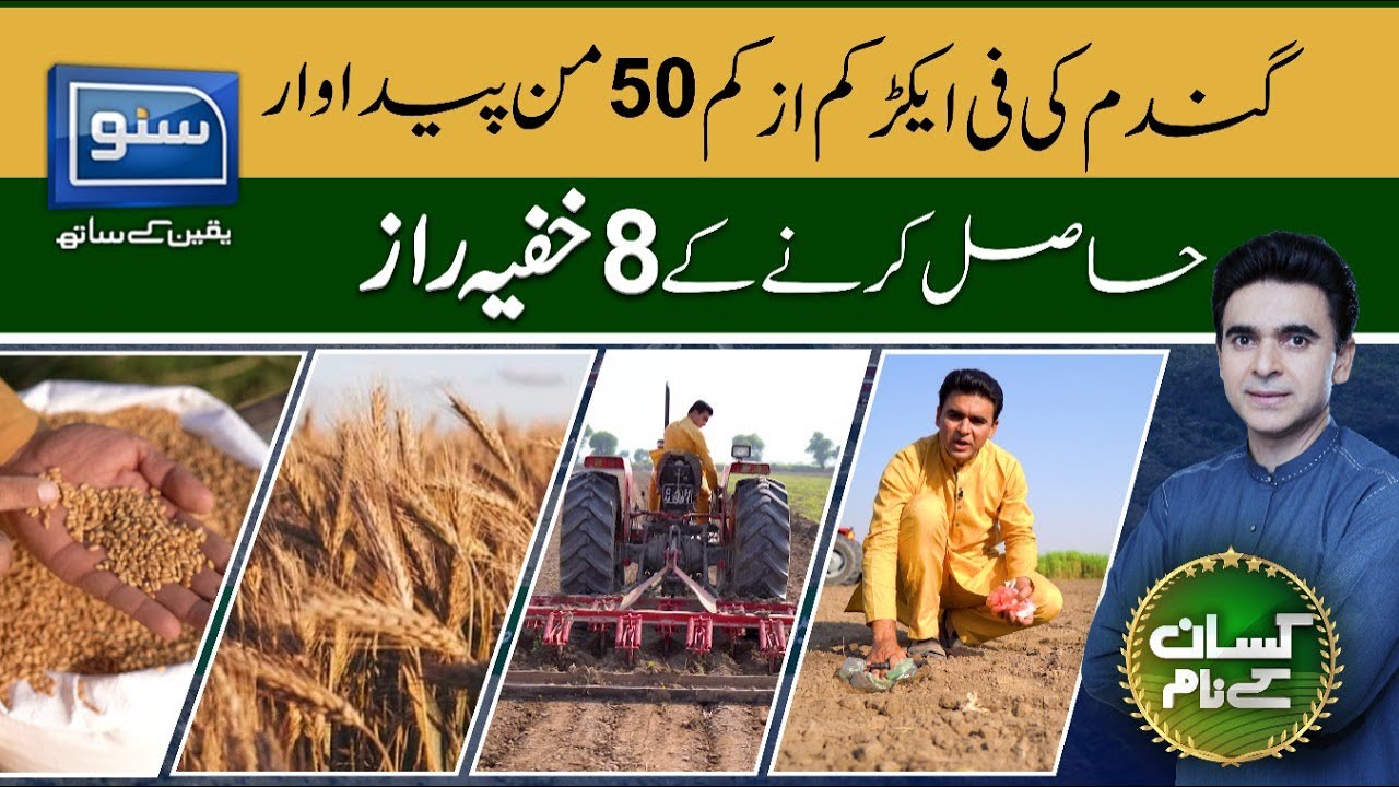 Secrets To Gain More Wheat Production | Kisan kay Naam | Ep 3 | 05 Nov 22 | SUNO TV