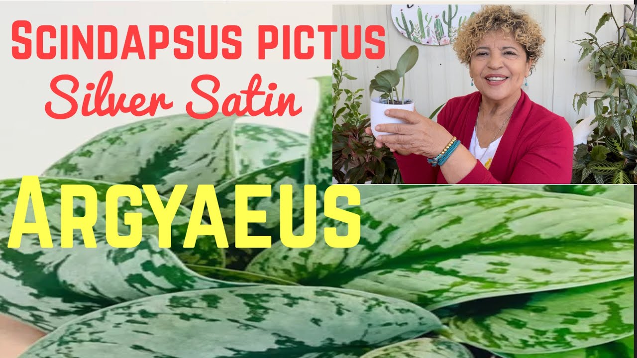 Trasplante de Scindapsus Pictus Argyaeus