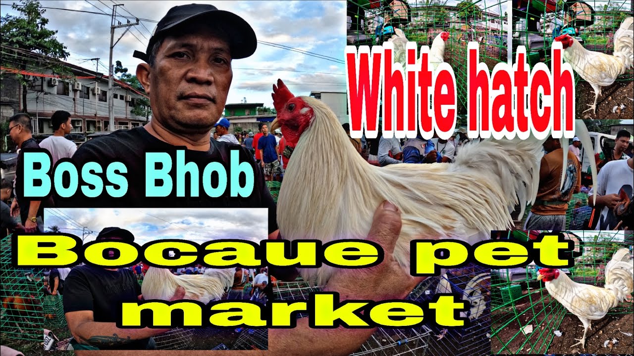 White hatch , boss bhob , Bocaue pet market .