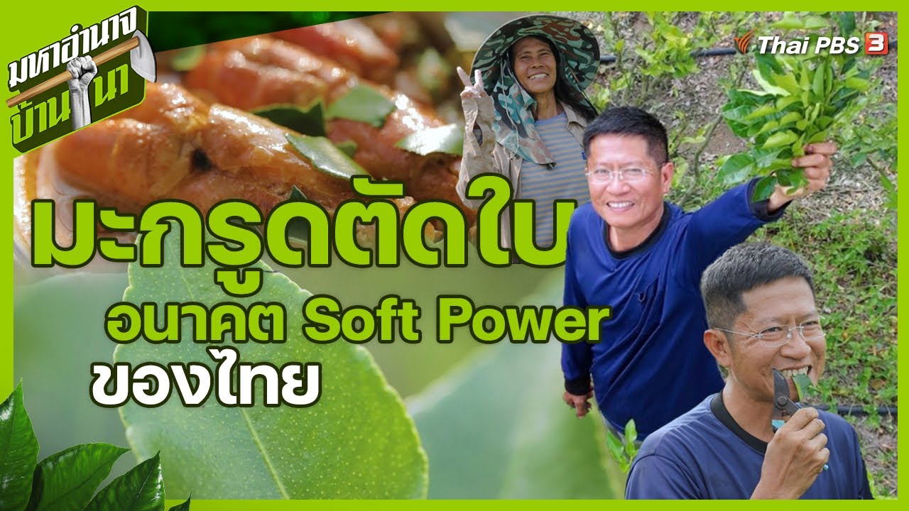 มะกรูดตัดใบ อนาคต Soft Power ของไทย | มหาอำนาจบ้านนา