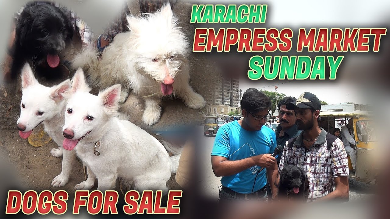 Karachi Empress Market Sunday Dogs & Cat Market Jamshed Asmi Informative Channel In Urdu/Hindi