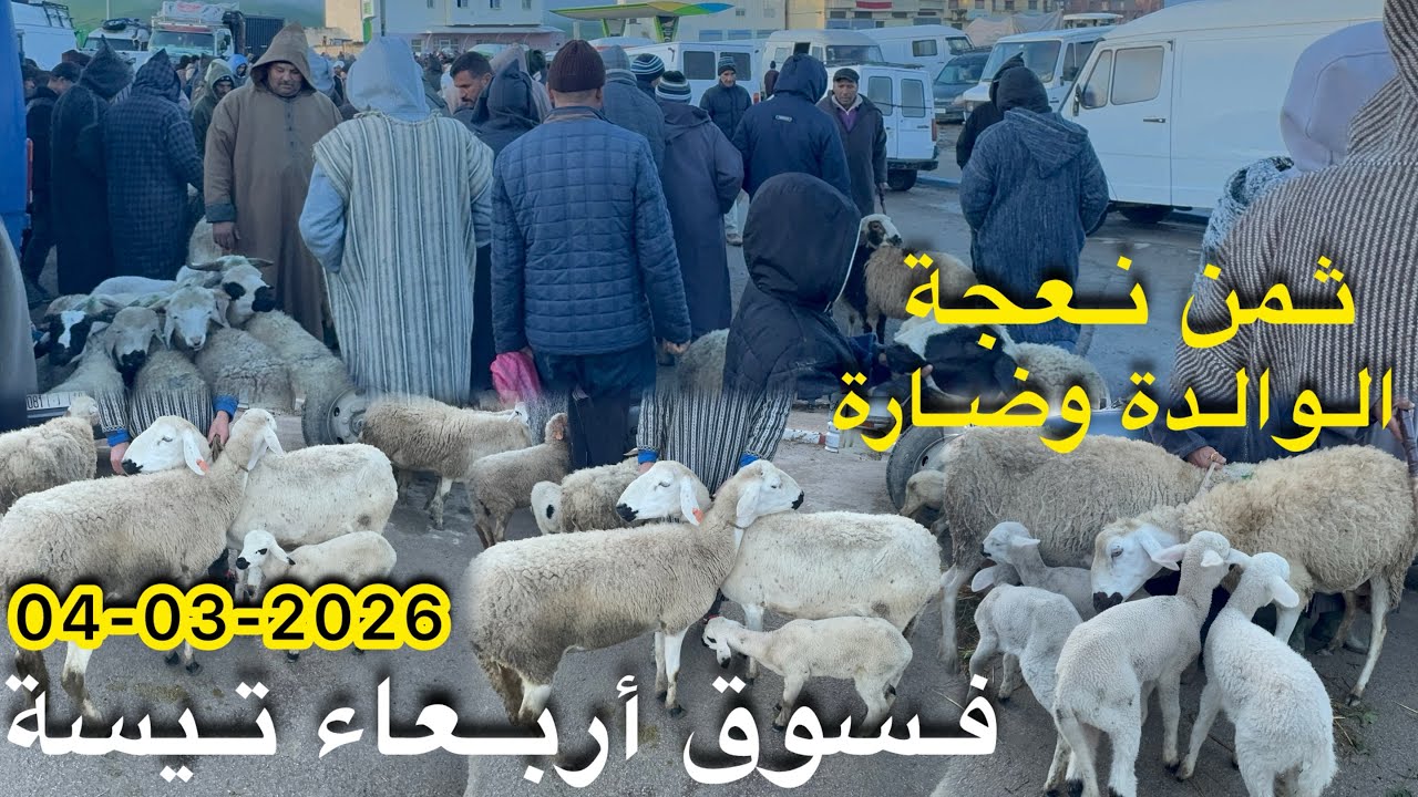 شوفوا ثمن نعجة الوالدة وضارة 😱😱فسوق أربعاء تيسة اقليم تاونات 04/03/2026