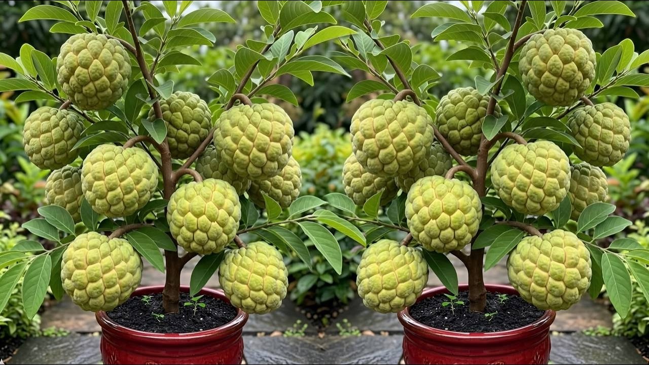 Live 🔴Great Technique For Grafting Sweetsop Trees From Cutting Faster With Aloe Vera