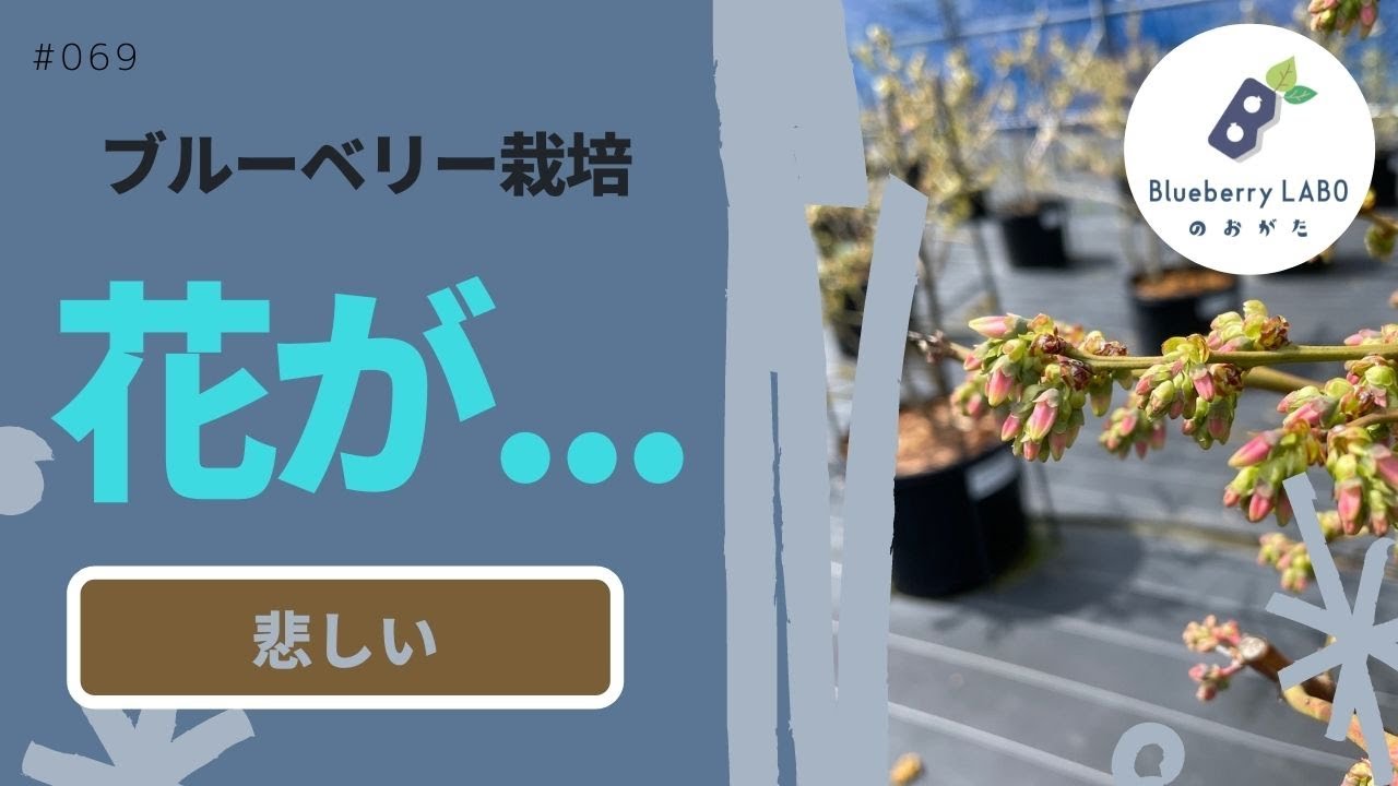 ブルーベリー栽培で花がゾンビみたいになっている、灰色に？カビてない？