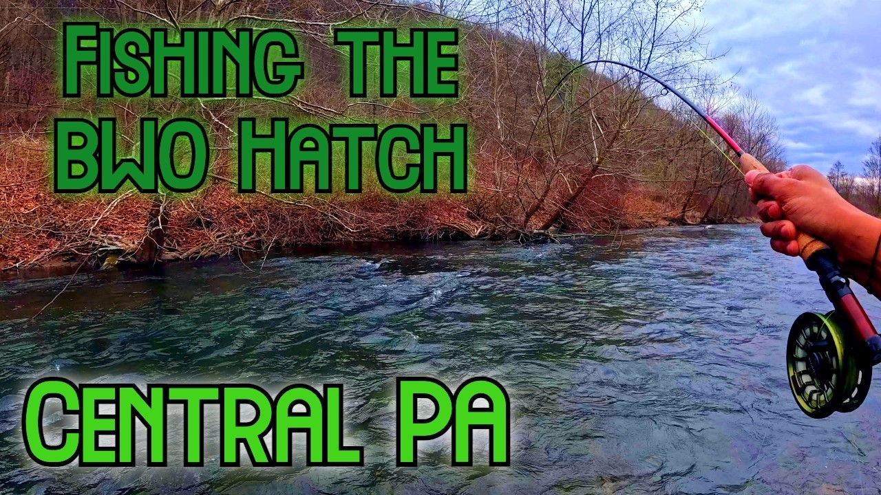 Fishing for Wild Brown Trout during the BWO Hatch (Spring Creek, PA)