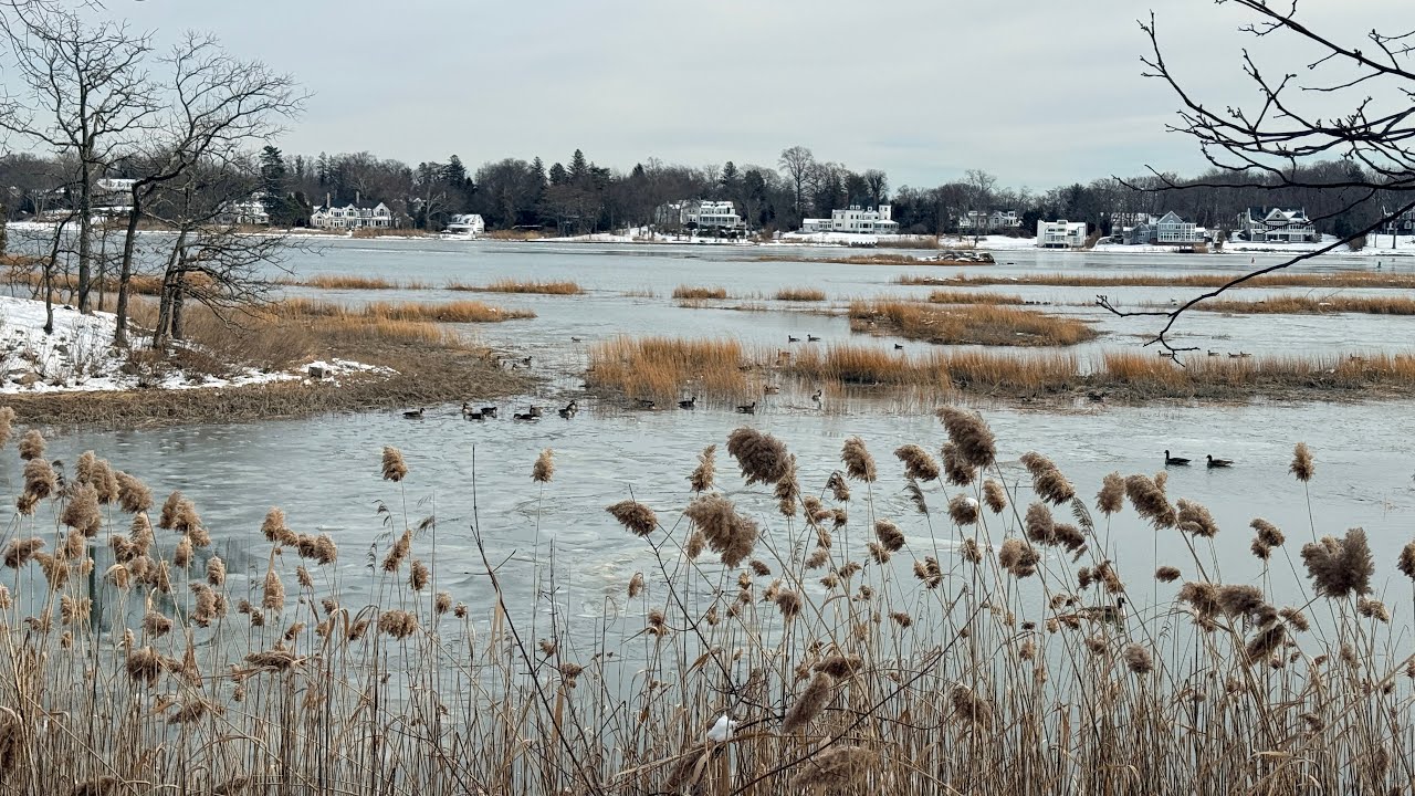 Winter Walk at Marshlands Conservancy, Westchester County NY ❄️ Fresh Snow & Geese 4K 
