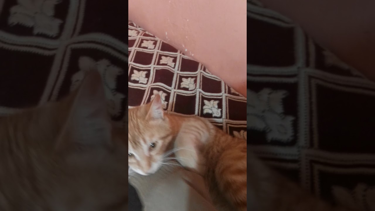 Funny cats Little simba want to bite me till he fall on sleep, هرهورينا