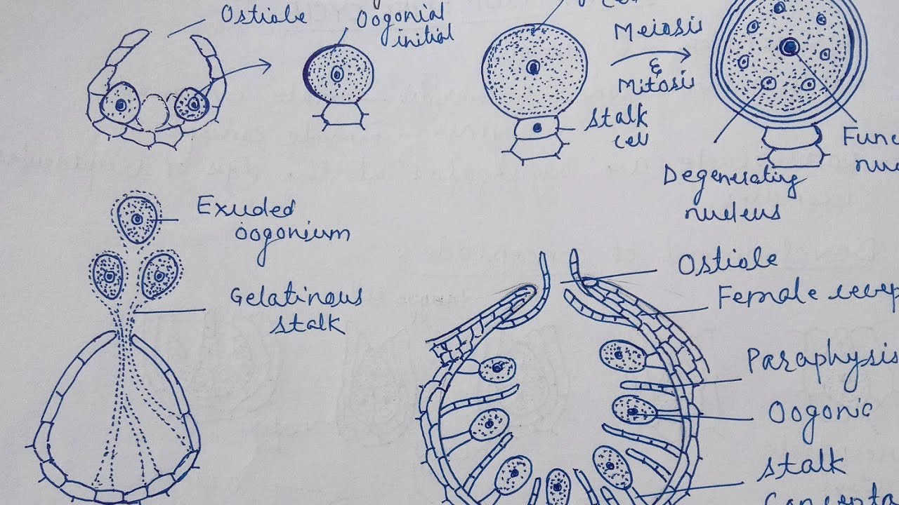 Sargassum (Phaeophyceae): Life Cycle || Dr. Govind Kumar Barupal