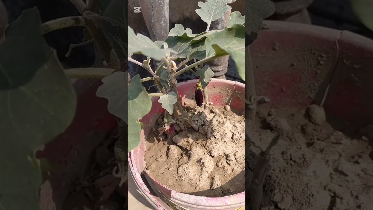 2য় রোজারদিন সারাদিন কি কি করলাম