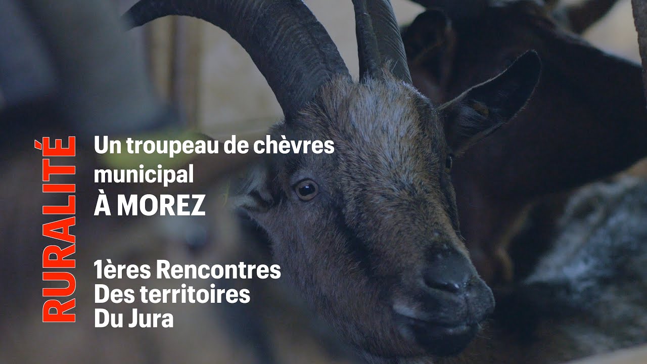 Un troupeau de chèvres municipal À MOREZ.