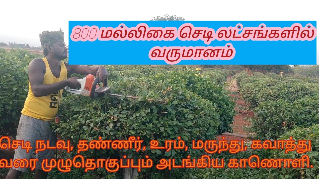 💢💫மல்லிகை செடி சாகுபடியில் லட்சங்களில் வருமானம்#Jasmin#Jasmine flower#agriculture#Flowers 💢💫