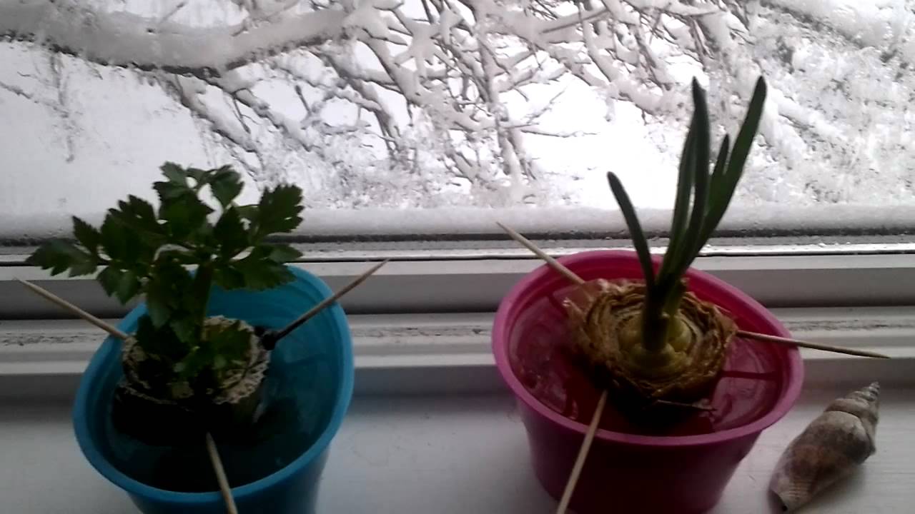recycle vegetable growth update