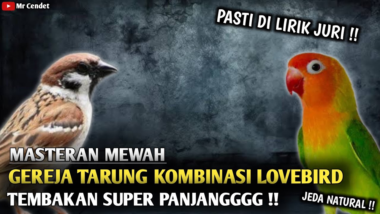 MASTERAN MEWAH || GEREJA TARUNG KOMBINASI LOVEBIRD || PASTI DI LIRIK JURI !!