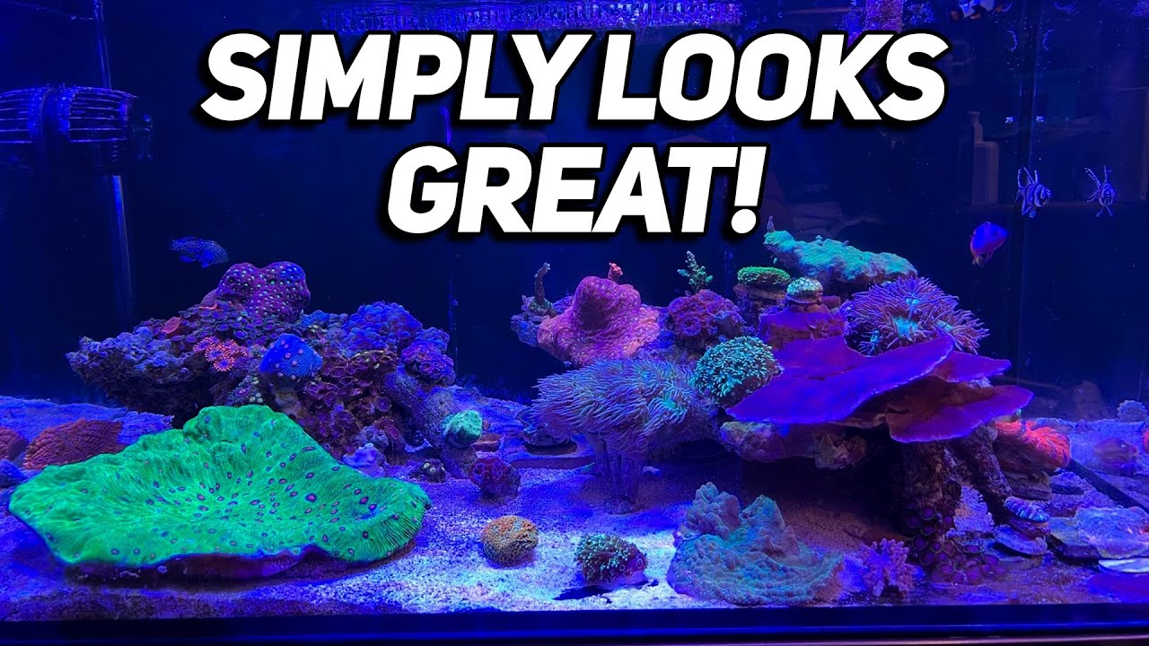 DD Reef Pro 900:  Looking great, simple and low maintenance mixed reef