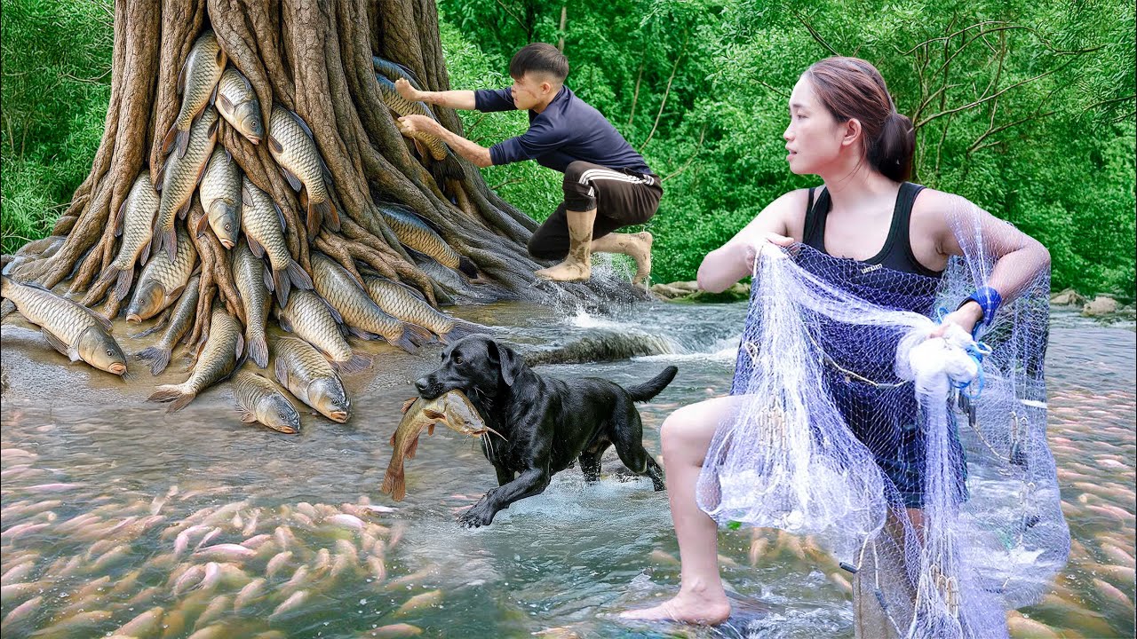 Unbelievable! Fish Growing on Tree Roots &ndash; How to Do Traditional Fishing with a Net