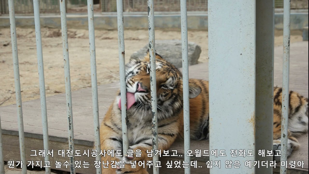 [대전오월드] 미령이를 기억하고 싶어서 영상만들어봤습니다...